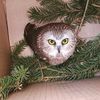 Adorable, Ominous Owl Found Tucked Into Rockefeller Center Christmas Tree